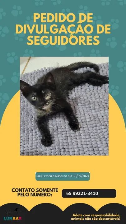 Lindos filhotes para adoção Responsável! - Foto 4