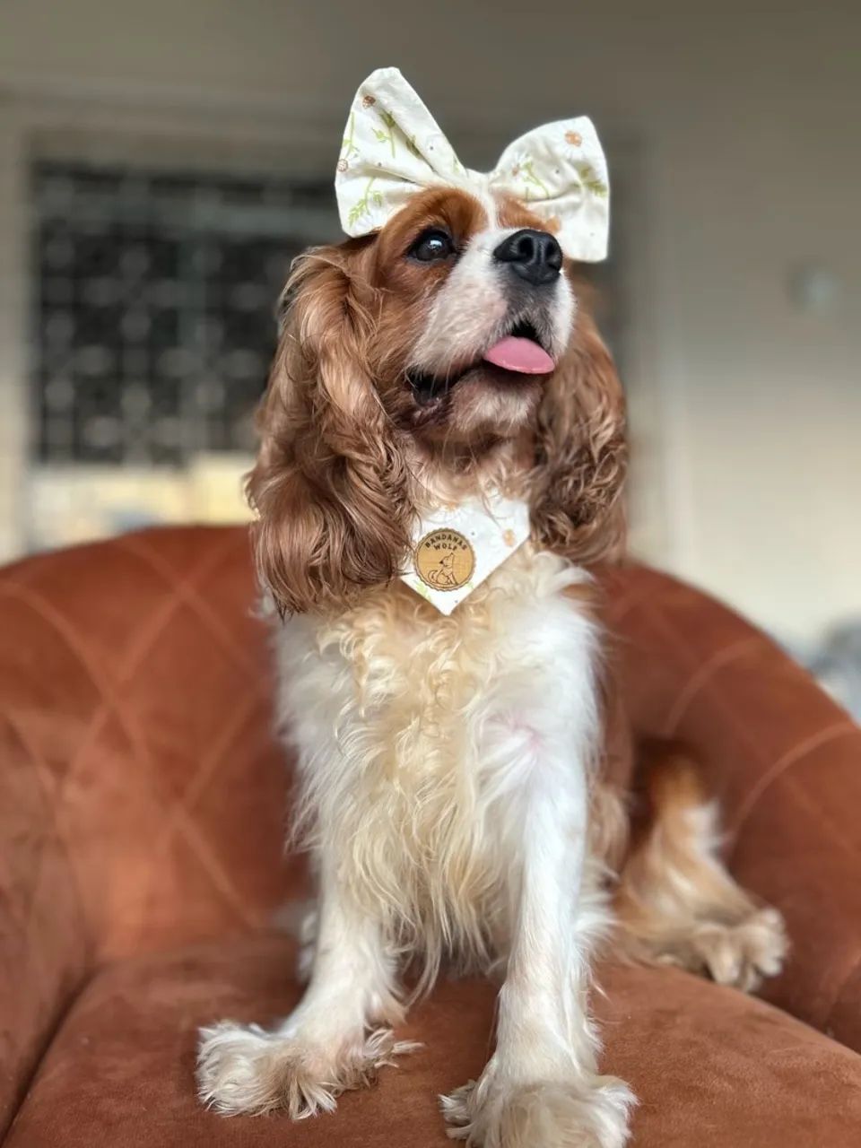 Filhotes de cavalier - Foto 6