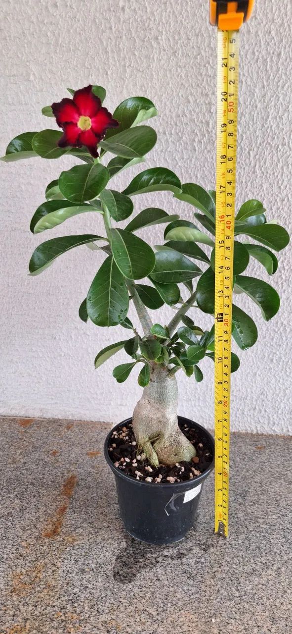 Muda de Rosa do Deserto - Foto 3