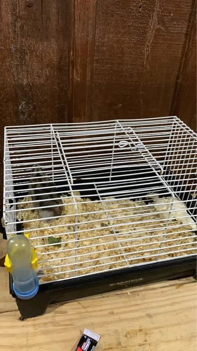 Hamster fofinho para venda !! - Foto 2