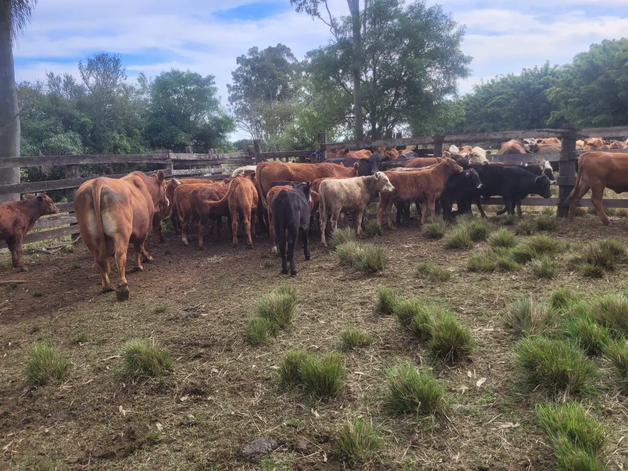 Lote de terneiros