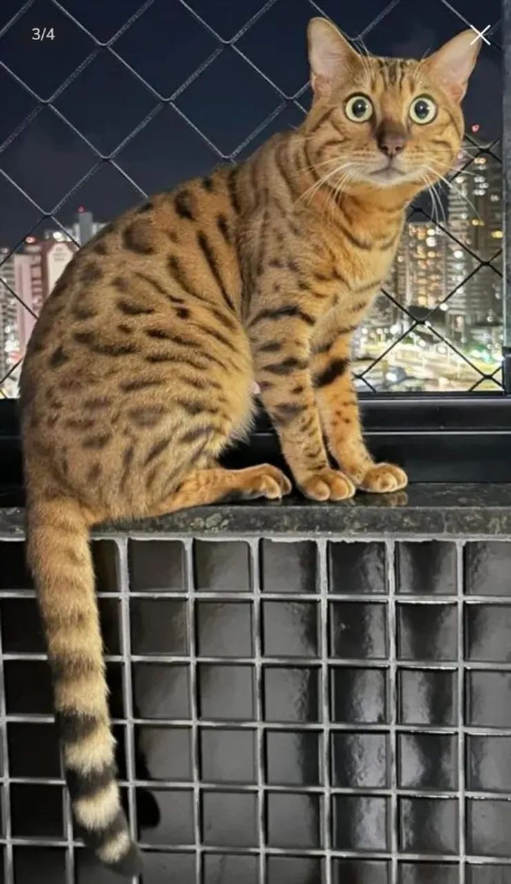 Gato Bengal. * Zap
