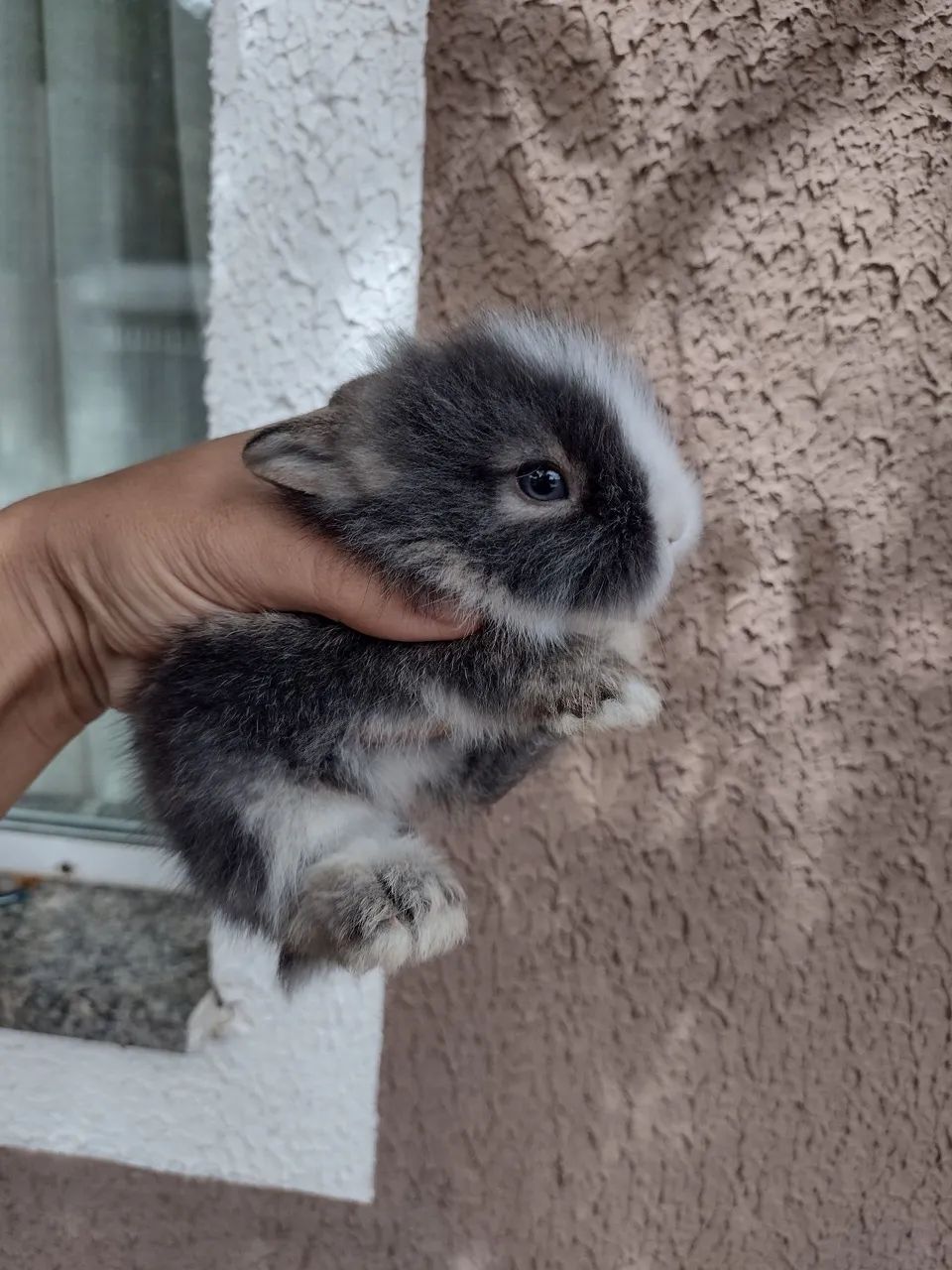 Ninhada mini Lion (reservas) - Foto 4