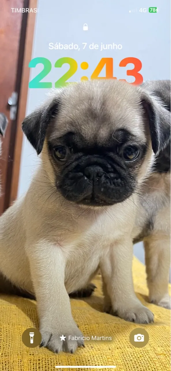 Filhote de Pug disponível para venda