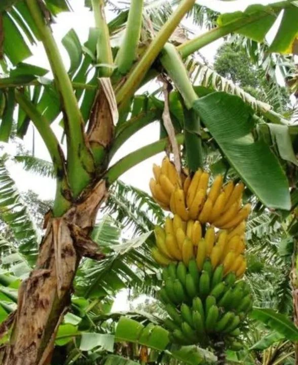 Produtos orgânicos. - Foto 2