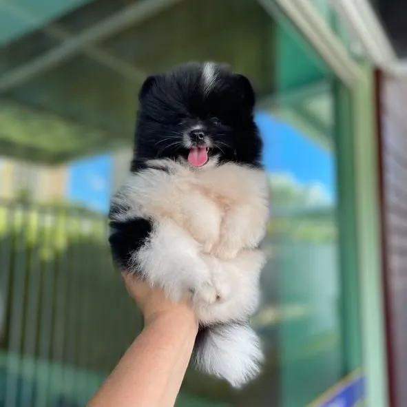 Lulu da Pomerânia Ursinhos Incríveis
