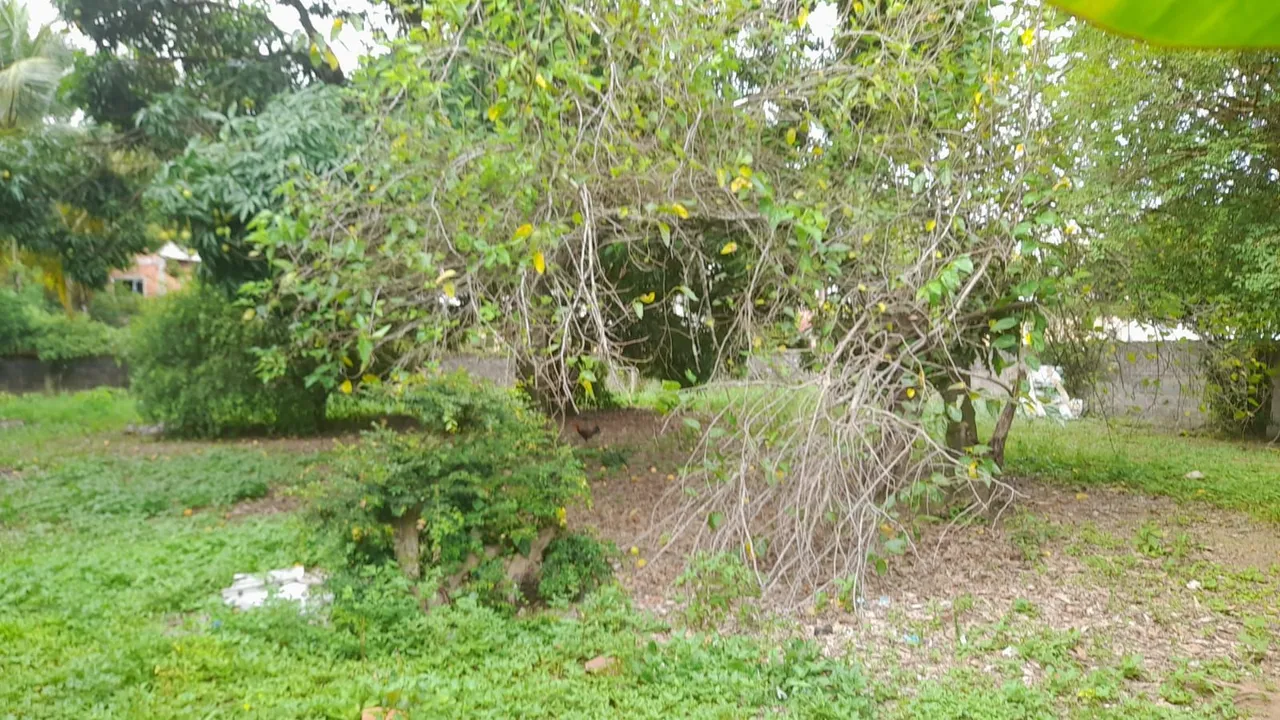 Terreno bairro Pitanga/Serra