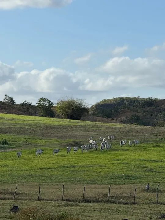 Fazenda em Estância a venda  - Foto 2