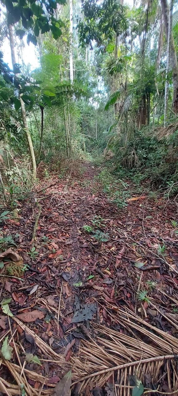 Área com 20.000 mts em Domingos Martins  - Foto 4