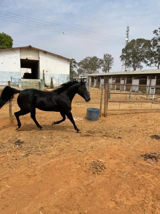 Vendo Égua Quarto de Milha 