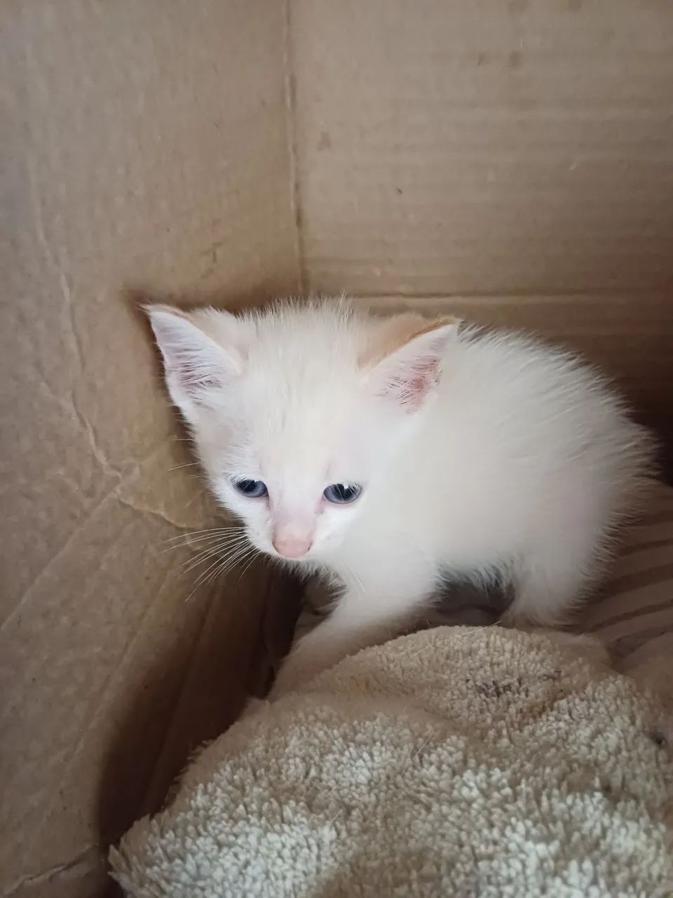 ADOÇÃO DE GATOS - Foto 4