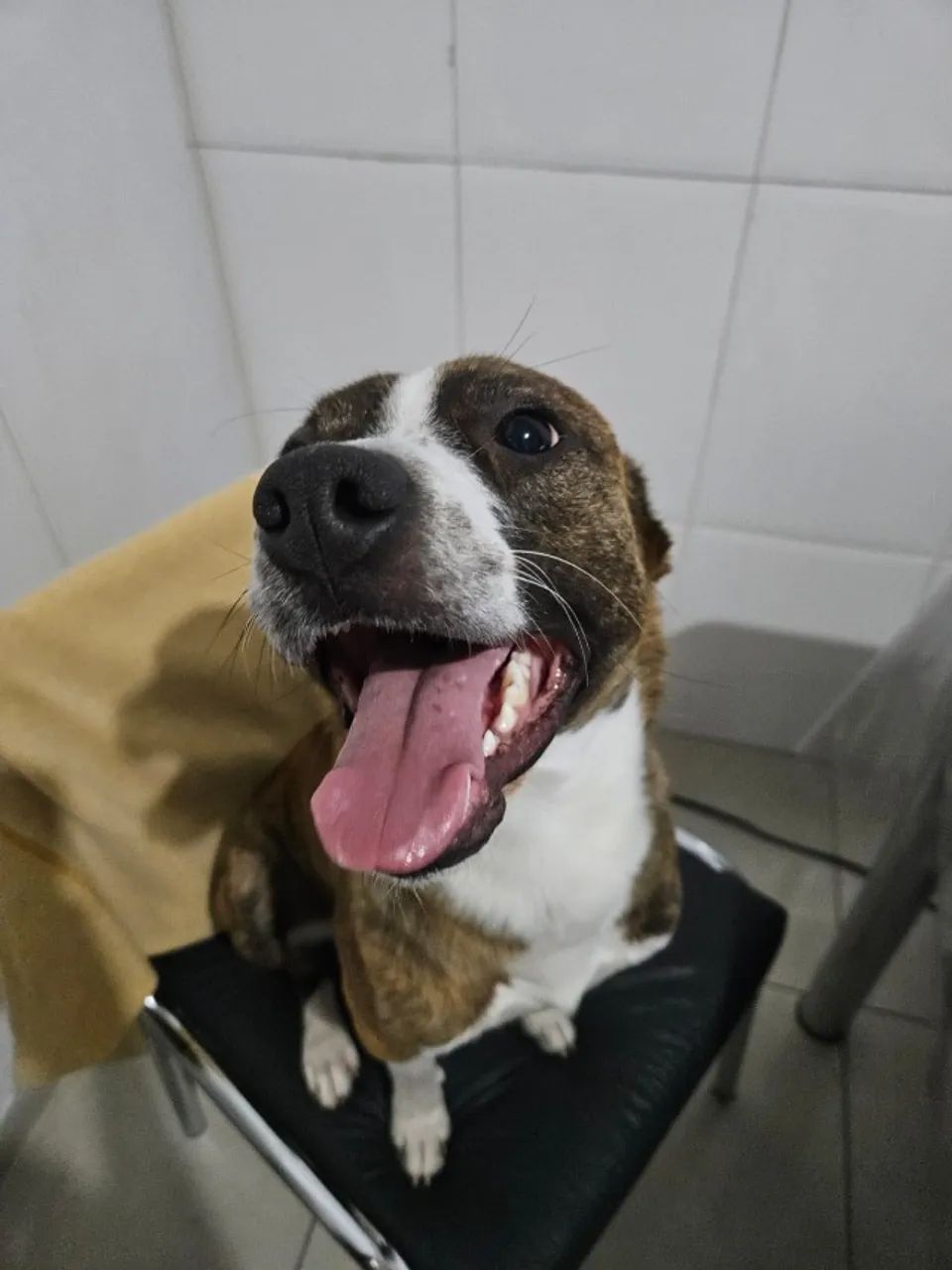 Cachorro Adulto - American Pitbull Terrier Tigrado  - Foto 2