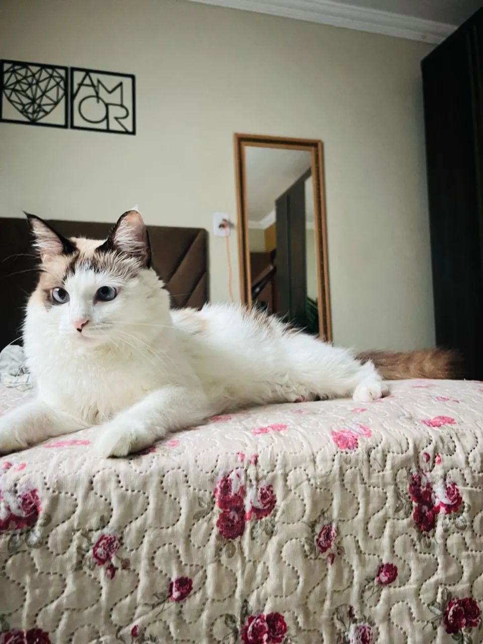 Gatinho fofo para adoção! - Foto 4