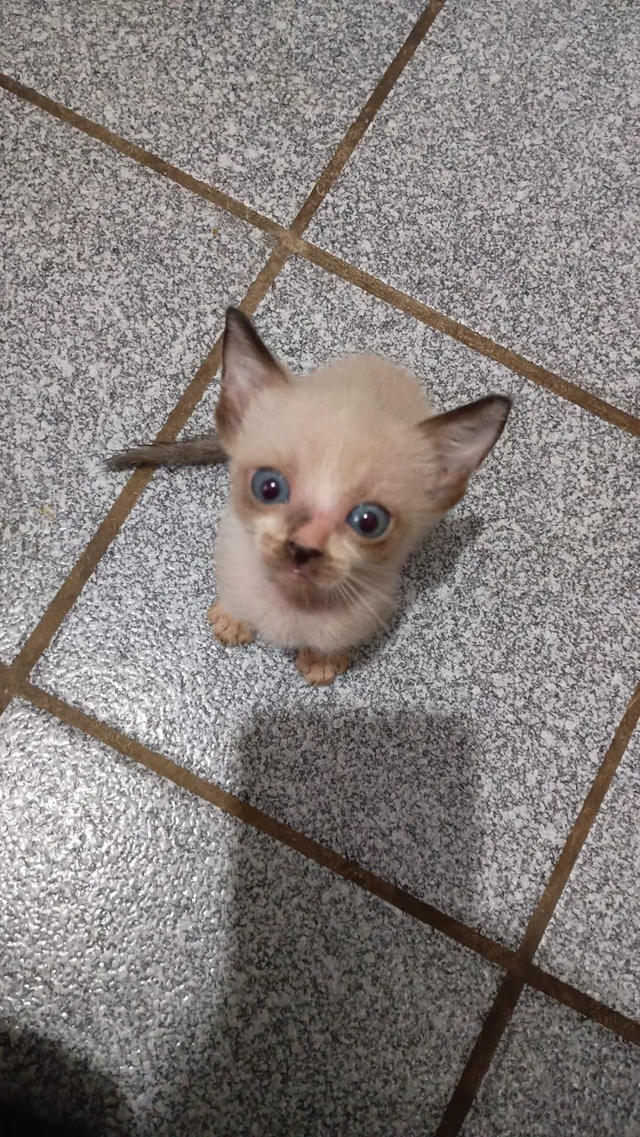 Gatinho filhote siamês para adoção