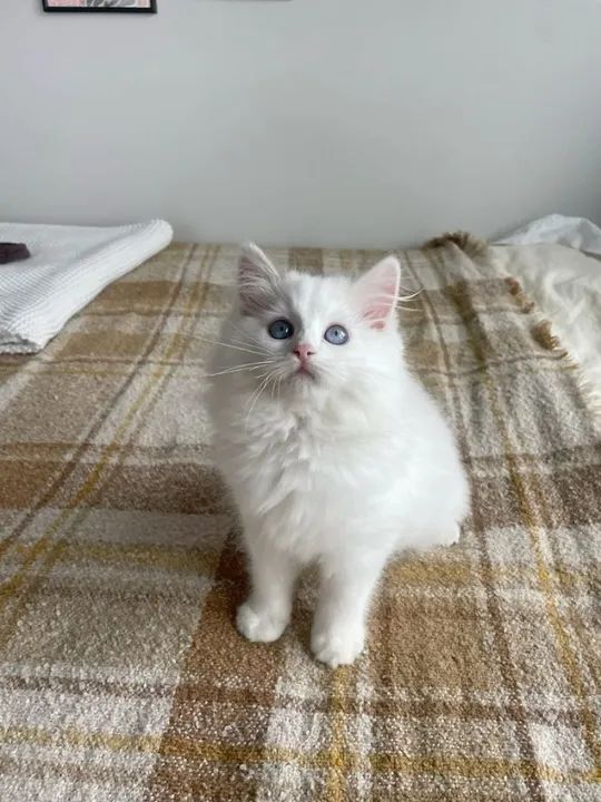 Ragdoll Filhotes na Cor Branco a Sua Espera