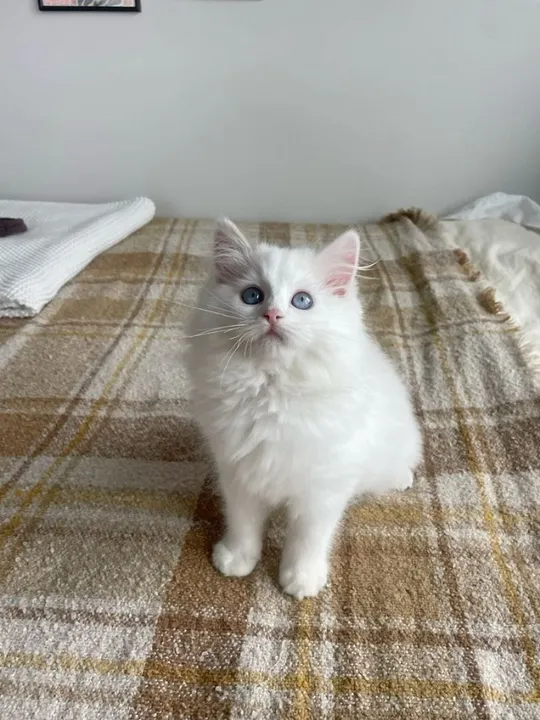Ragdoll Filhotes na Cor Branco a Sua Espera