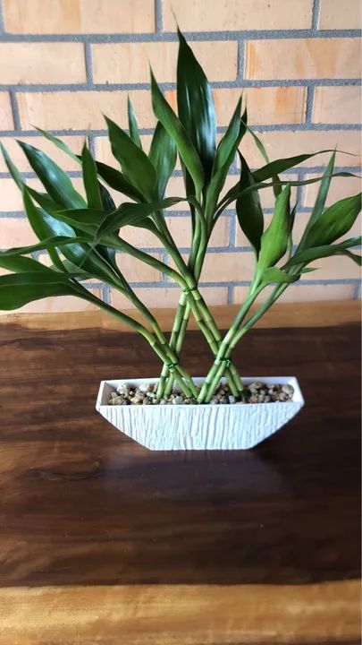 Planta Bambu da Sorte em Vaso Decorativo - Foto 6