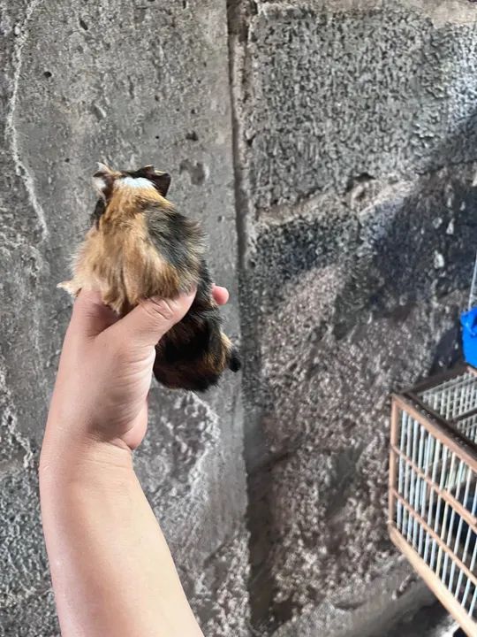 Filhote fêmea de porquinho da índia 4 meses  - Foto 2