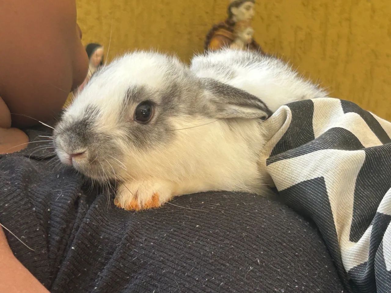 DOAÇÃO: Coelhinhos fofinhos para adoção! - Foto 3