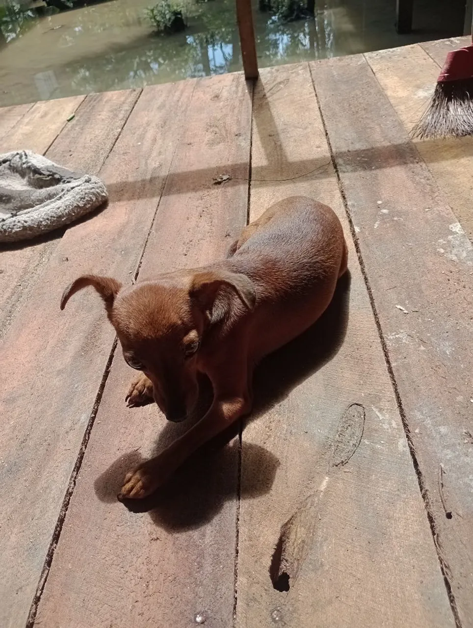 fêmea de pinscher para vender valor 500