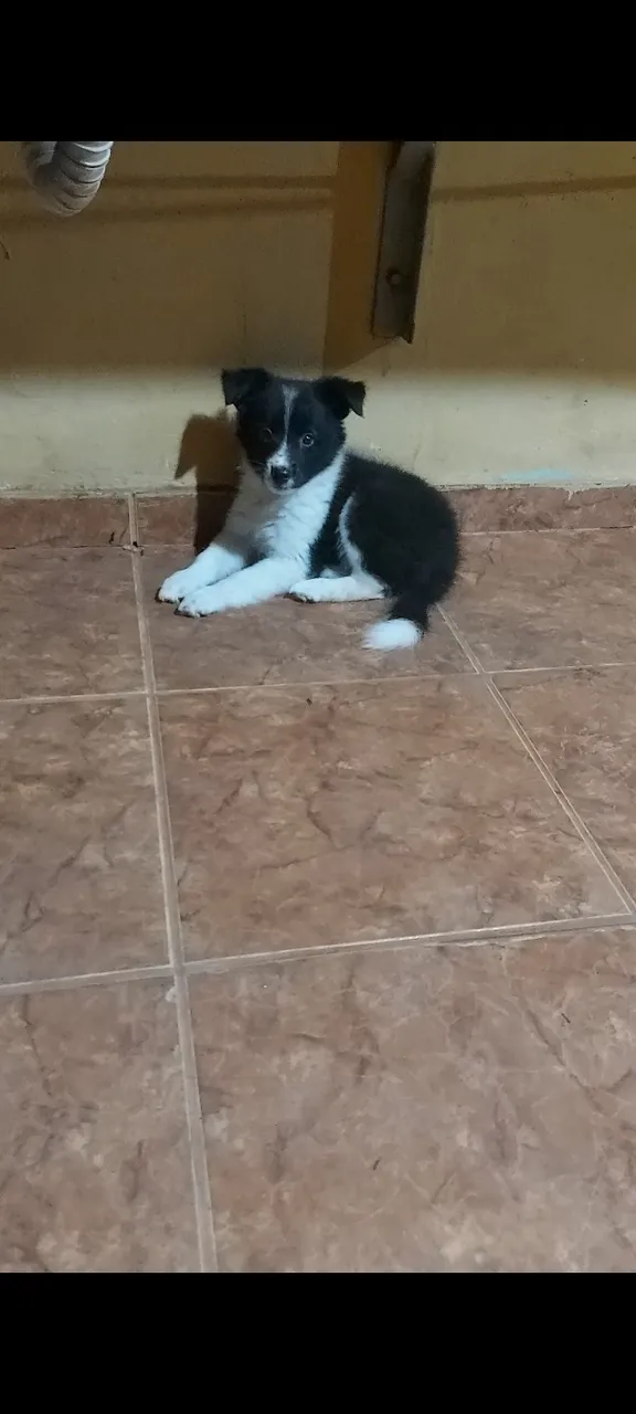 Vende-se filhote de bordie collie 