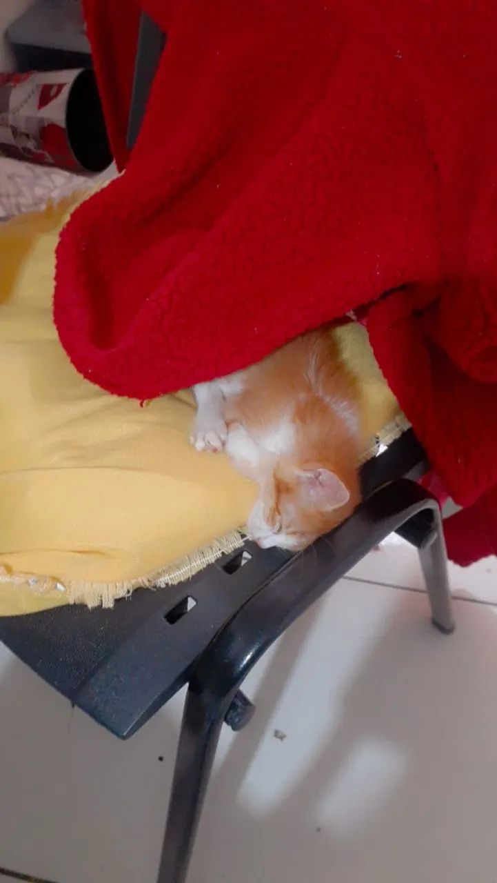 Gatinho64293083921923121