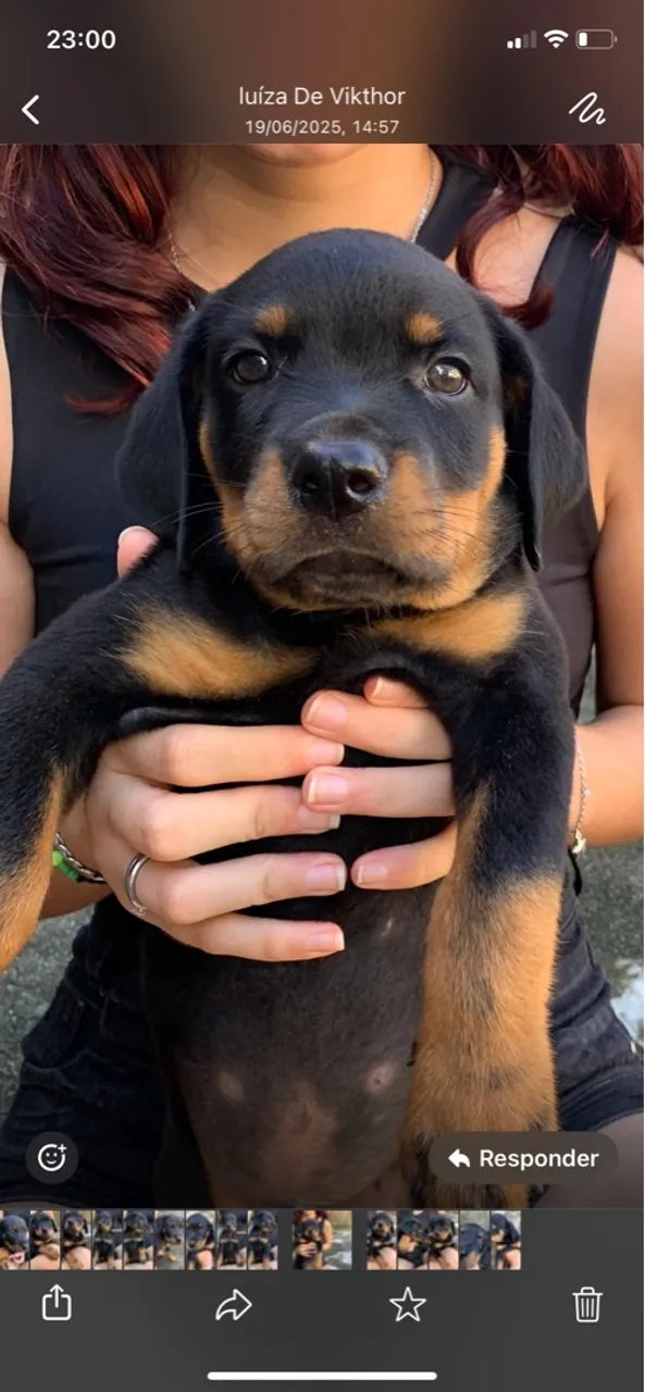 Filhote de Rottweiler disponível para venda