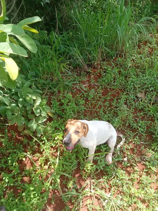 Filhote de 5 meses porte grande disponível para adoção - Foto 3