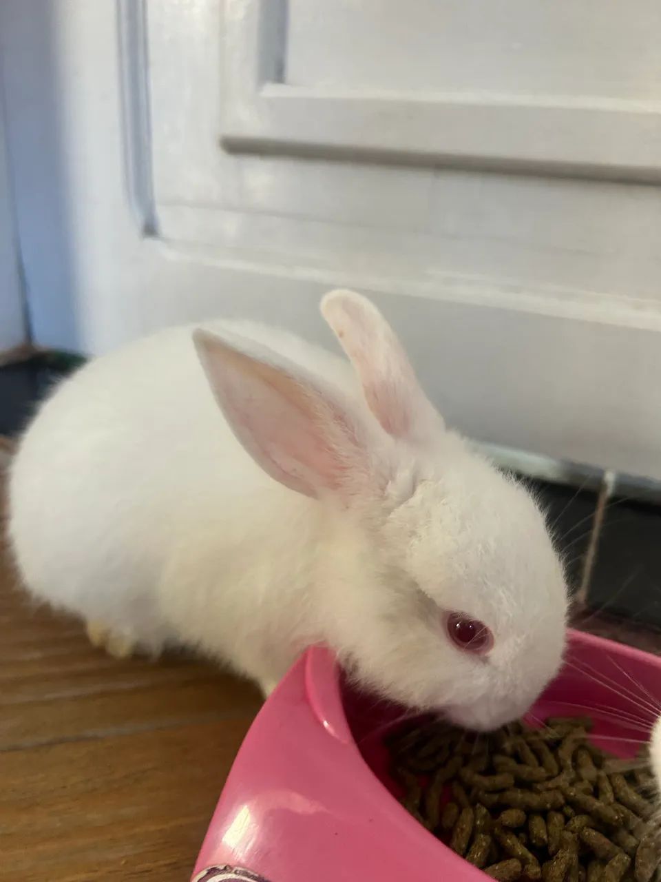 Coelhinhos Fofos - Disponível  - Foto 3