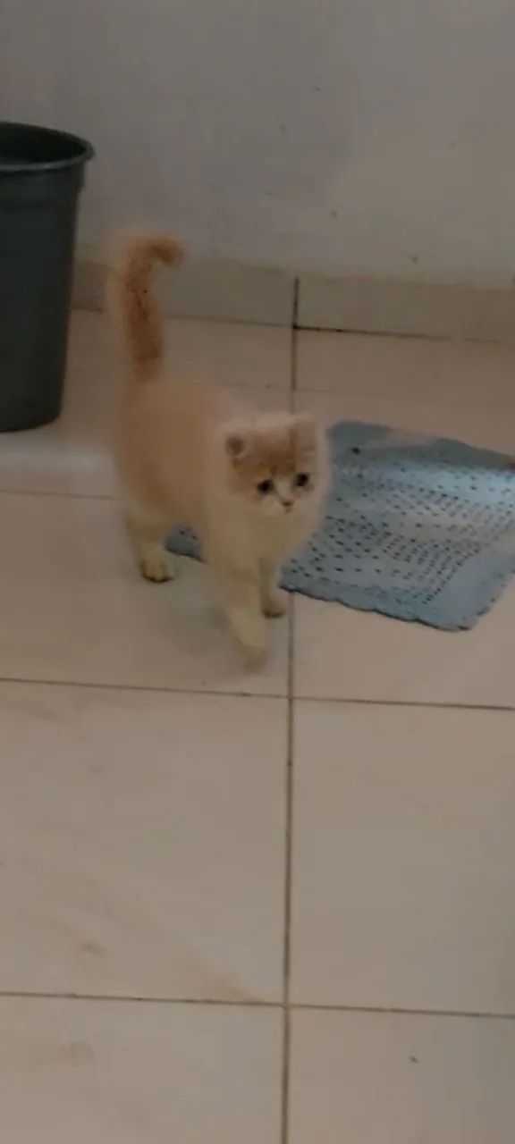 Filhote de gato persa - Foto 4