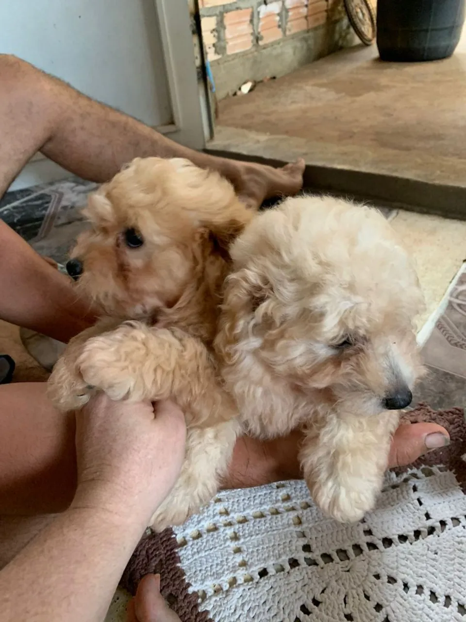 Filhotes de Poodle