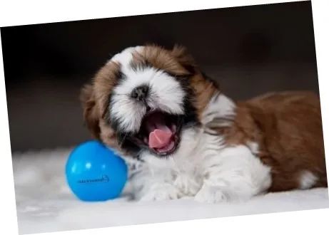 Shih-Tzu Macho: O Pequeno Companheiro Cheio de Energia