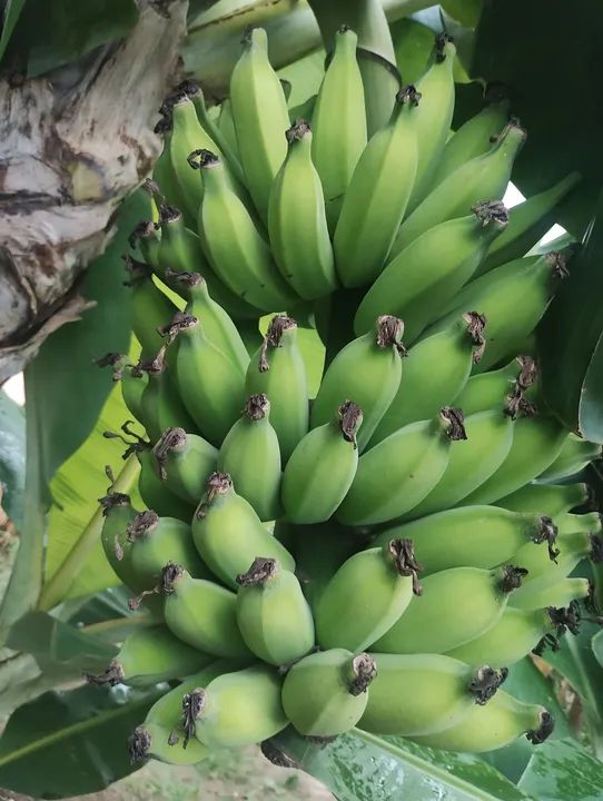 Produtos orgânicos. - Foto 5