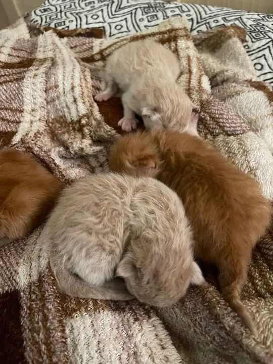 Filhotes de gato da raça british long hair - Foto 4