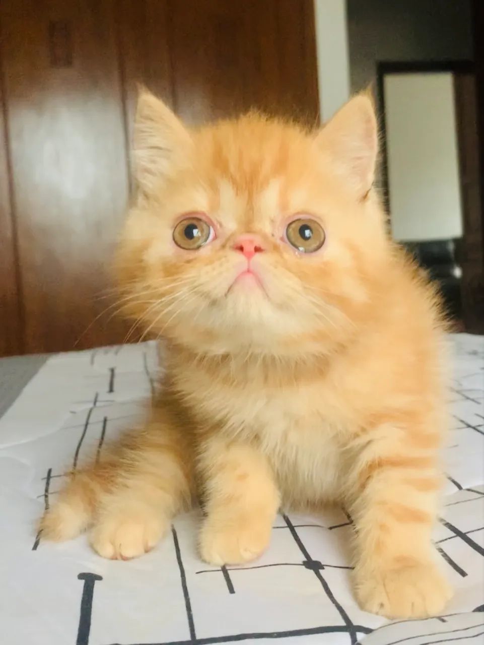 Filhote gato persa exótico show laranja  - Foto 2