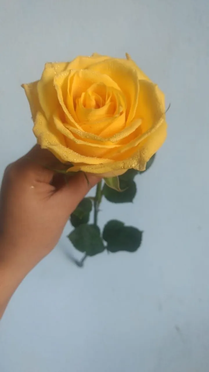 Flores naturais para todas as ocasiões