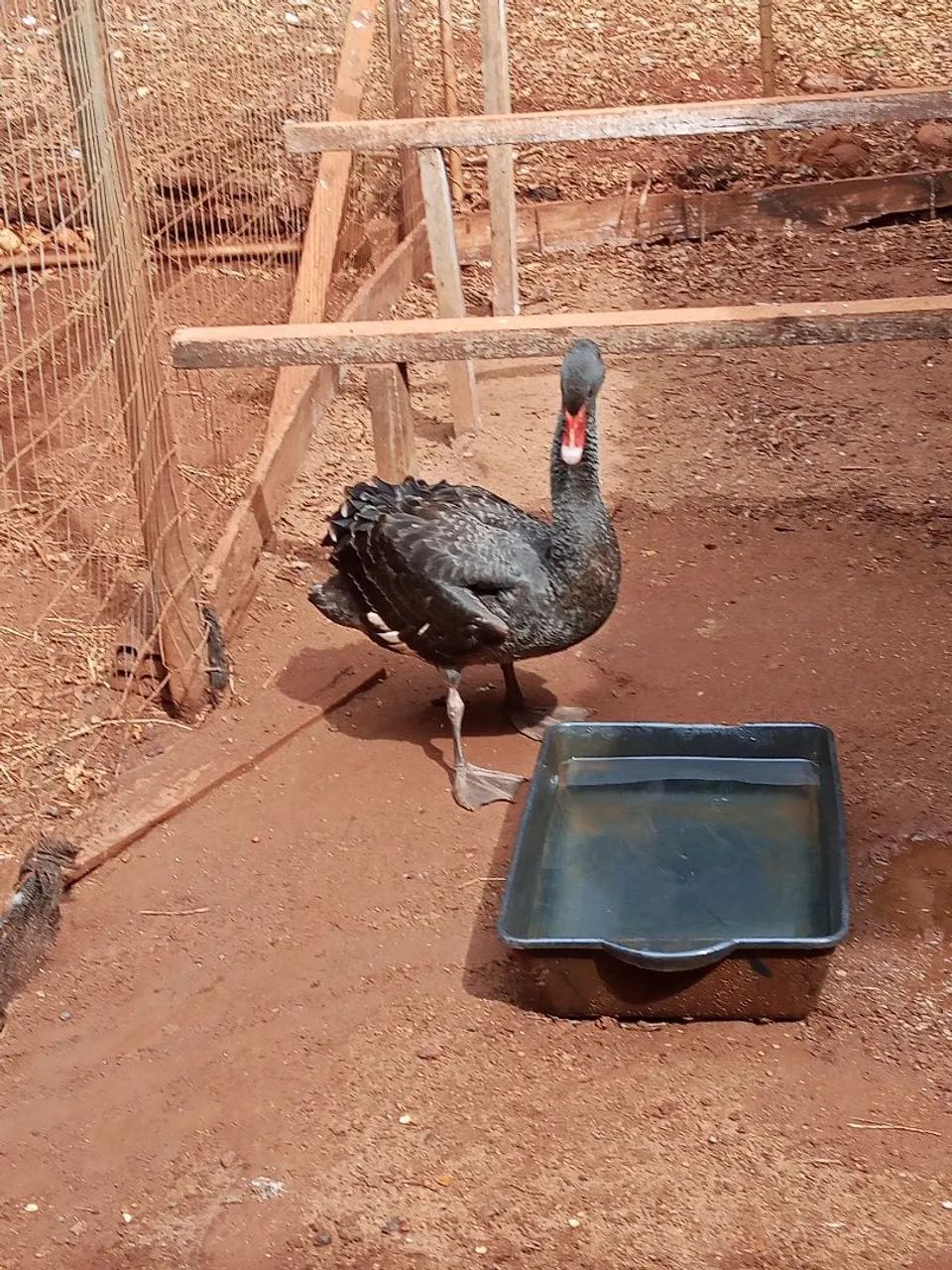 Cisne Negro - Foto 3