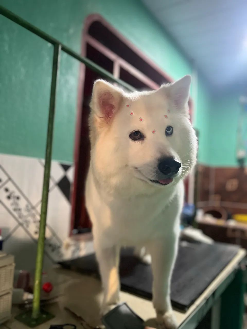 Banho e tosa  - Foto 2