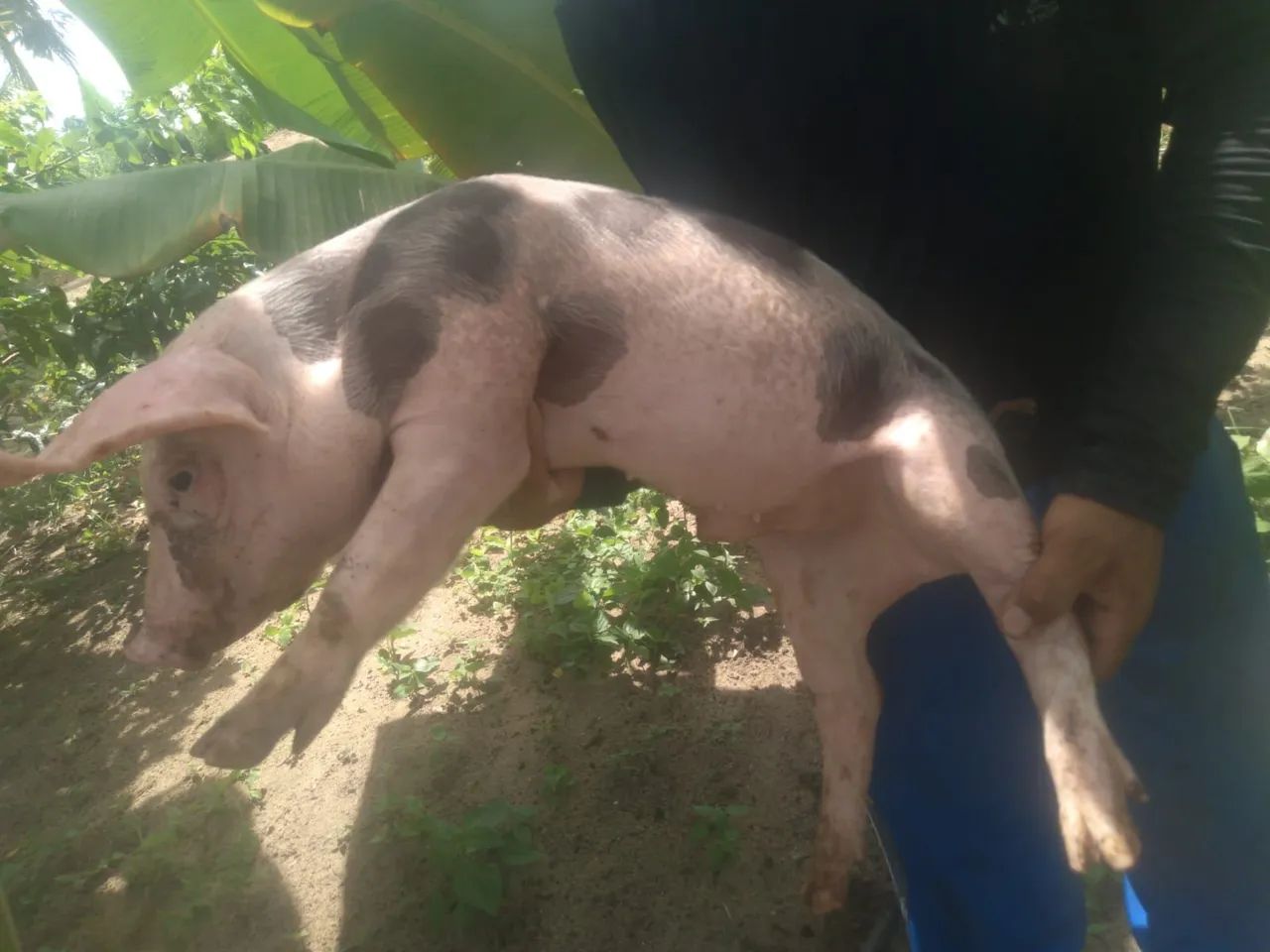  porco novo  - Foto 3