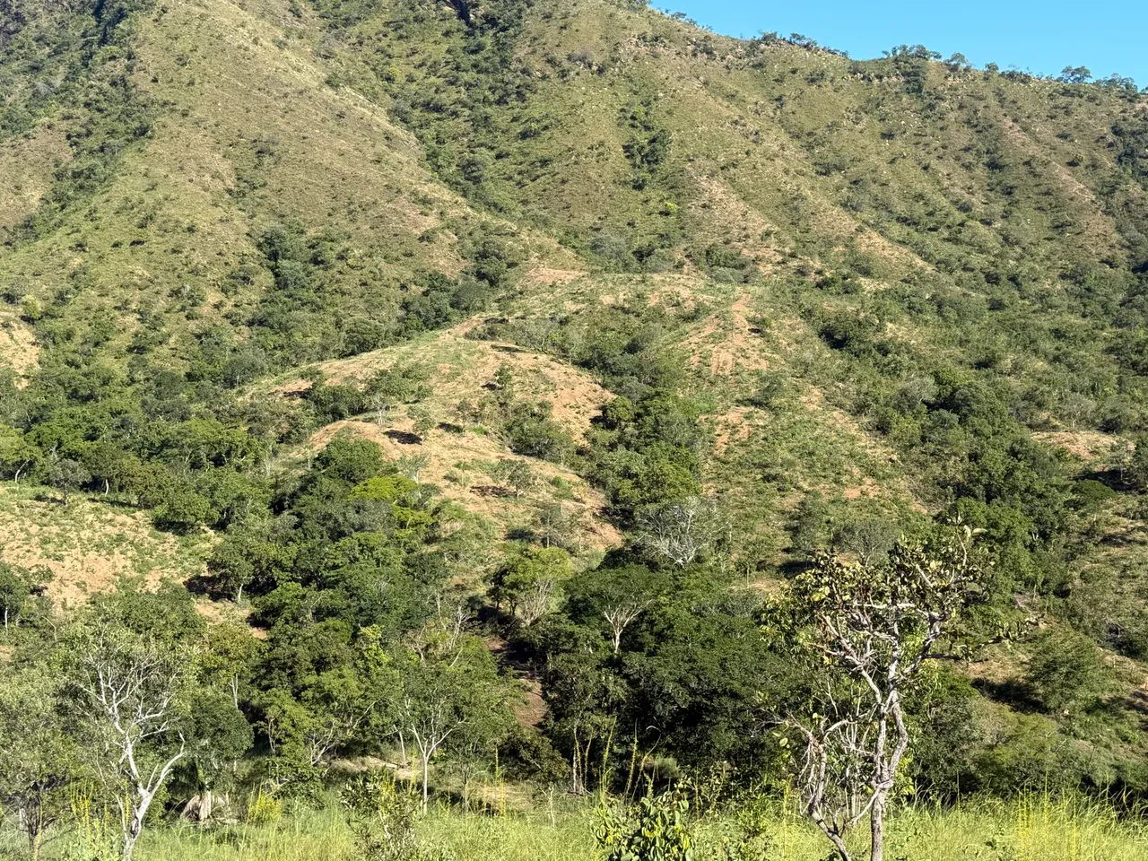 Vendo sítio de 24 alqueiros rico em água a apenas 18km da cidade de Minaçu Go - Foto 11