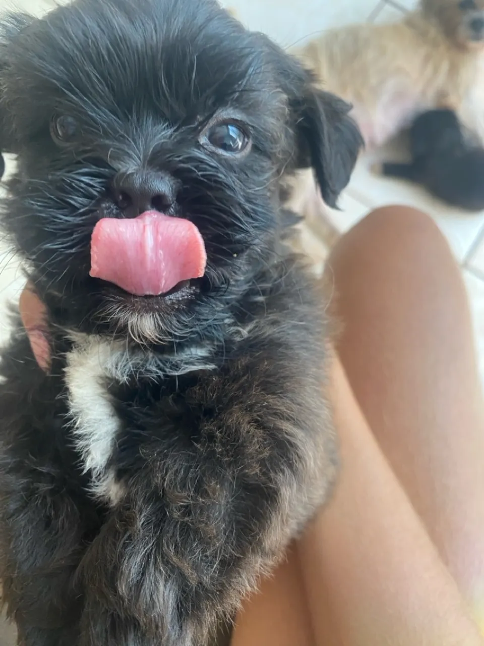 Filhote Shih Tzu - Fofo e Charmoso!