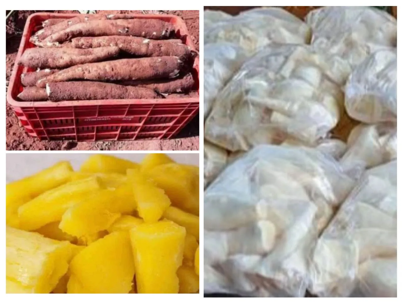 Mandioca para venda