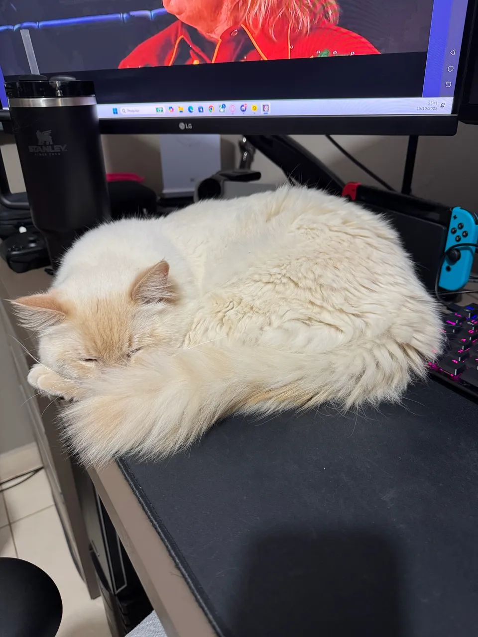 Gato Ragdol - Foto 2