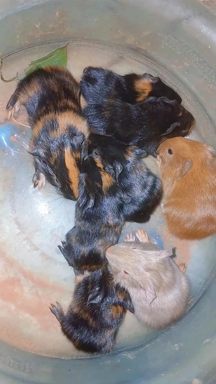 Porquinho da india - Foto 3