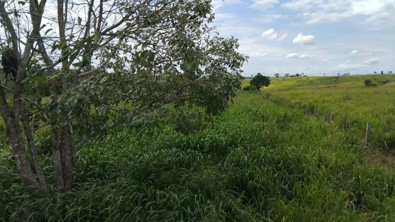 Terra de 7 alqueire - vila Brasil - Foto 5