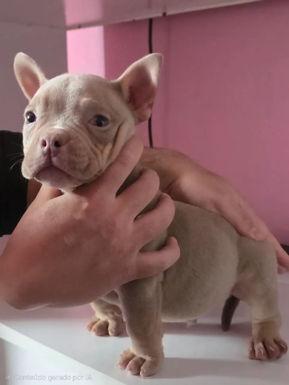 American bully