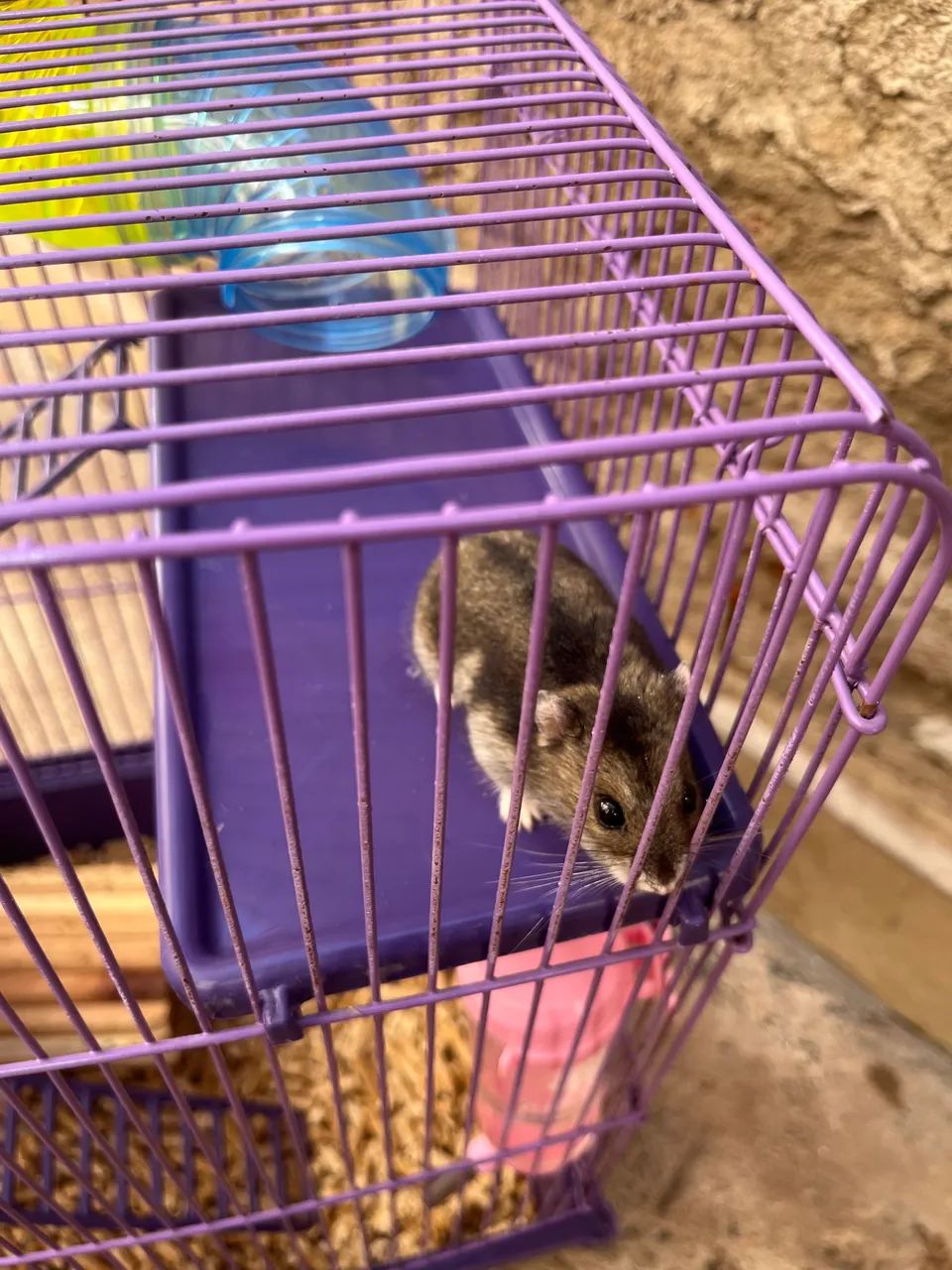 Hamster 482679741083832325