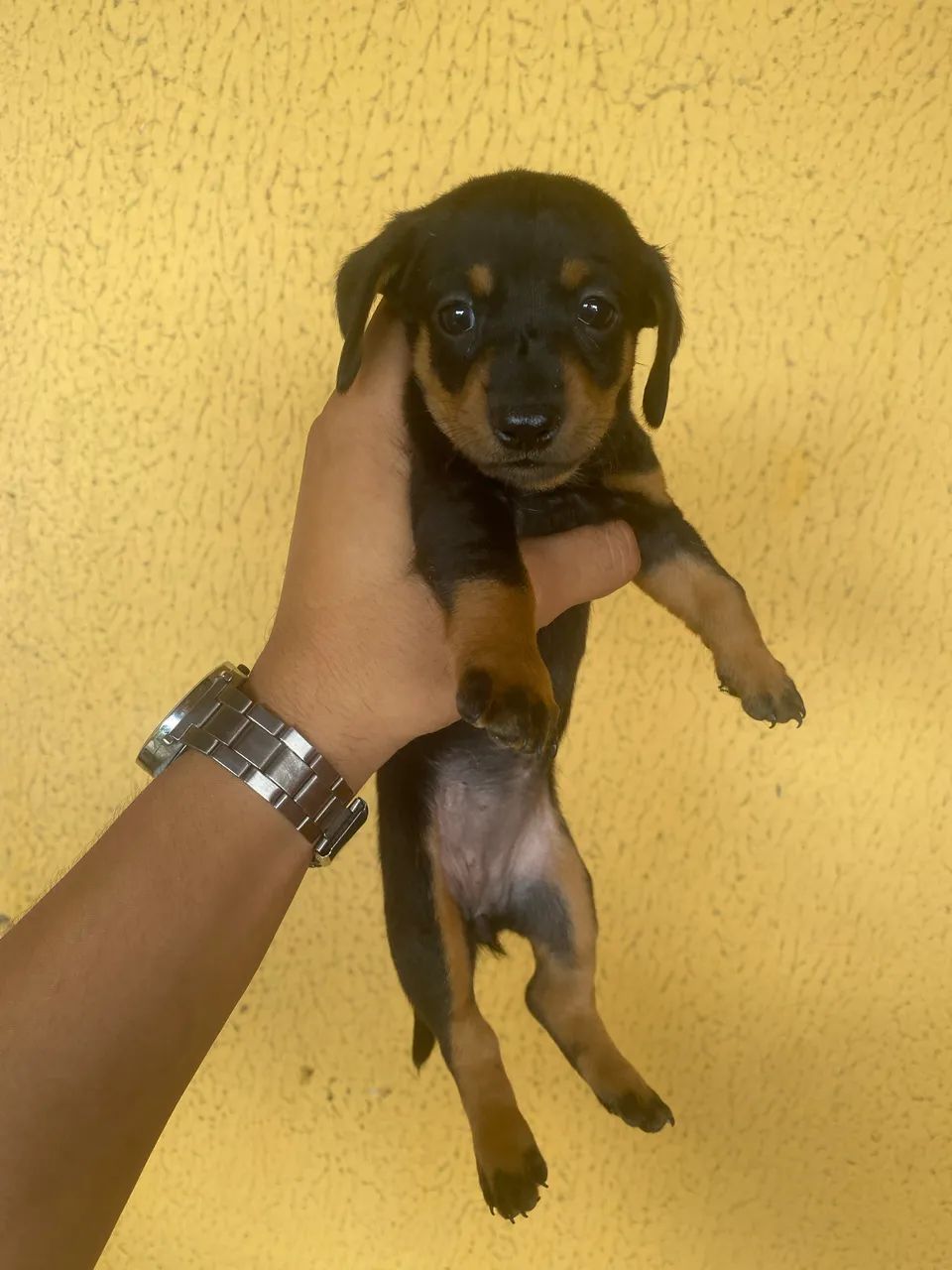 Cachorrinhos Salsichas(Dachshund) - Foto 3