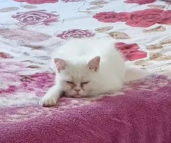 Gato Persa Branco com Olhos Azuis - Foto 2