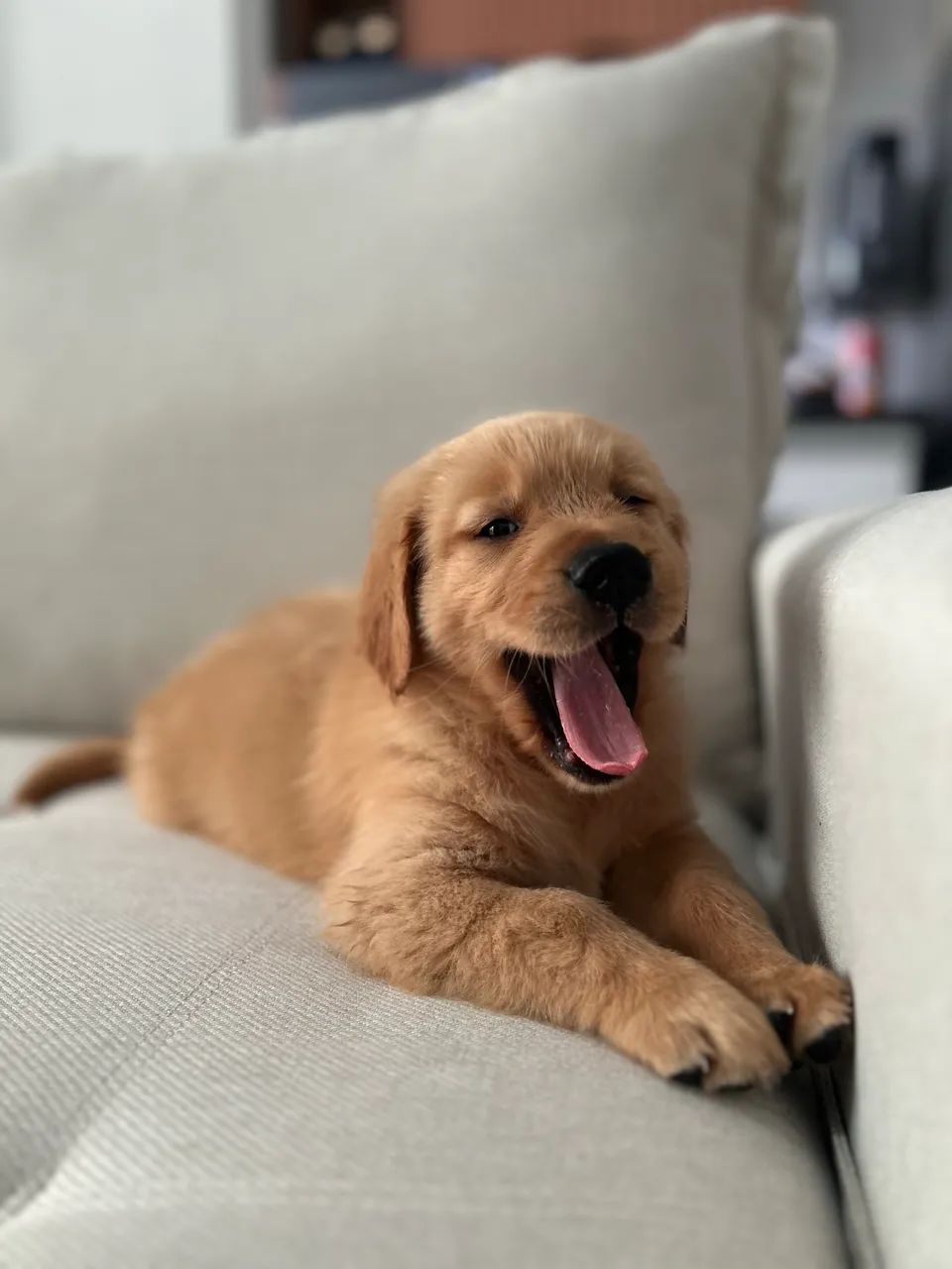 Golden Retriever 
